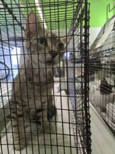 A young small-sized female Domestic Short Hair cat named Maude for adoption in Los Angeles, CA