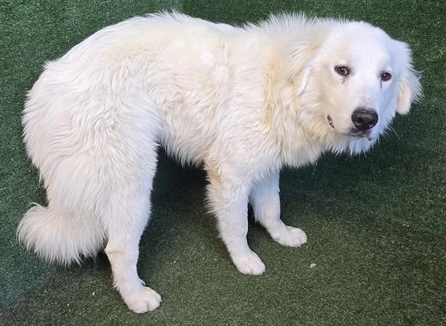 A young large-sized male Great Pyrenees dog named Kiara for adoption in Lancaster, CA