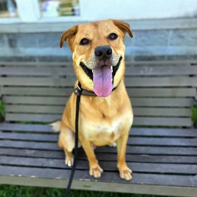 A young small-sized male Golden Retriever dog named Bingo for adoption in Long Beach, CA