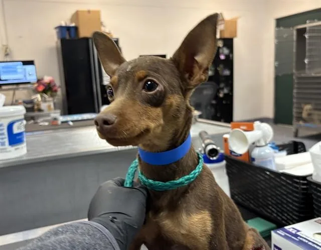 A young small-sized male Doberman Pinscher dog named Gansito for adoption in Thousand Palms, CA