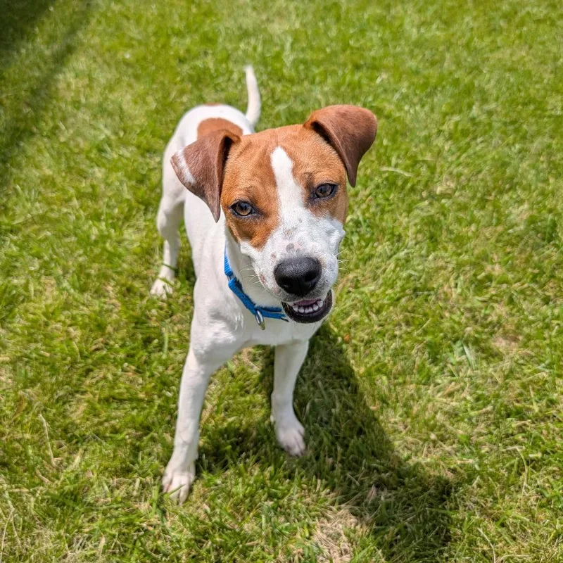 A young medium-sized female White / Cream Terrier dog named Skippy for adoption in Wheeling, IL