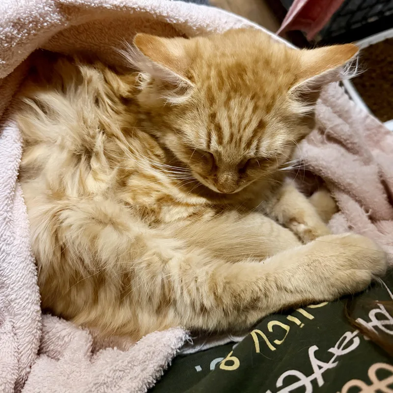 A baby medium-sized male Tabby (Orange / Red) Domestic Medium Hair cat named Thomas for adoption in Tampa, FL