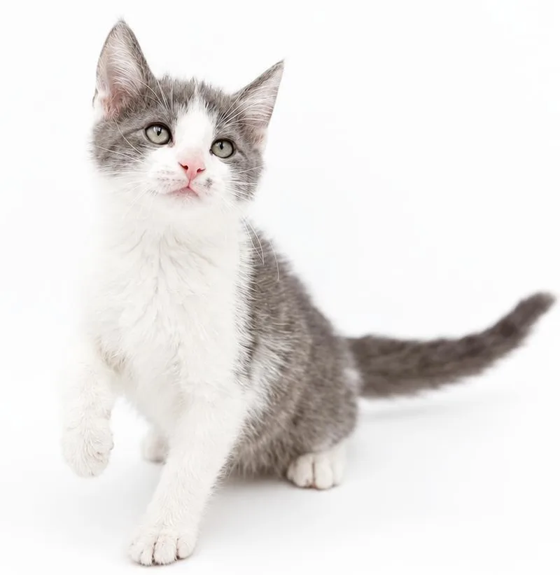 A baby small-sized male Gray & White Russian Blue cat named Punisher is our hero for adoption in Bedford Hills, NY