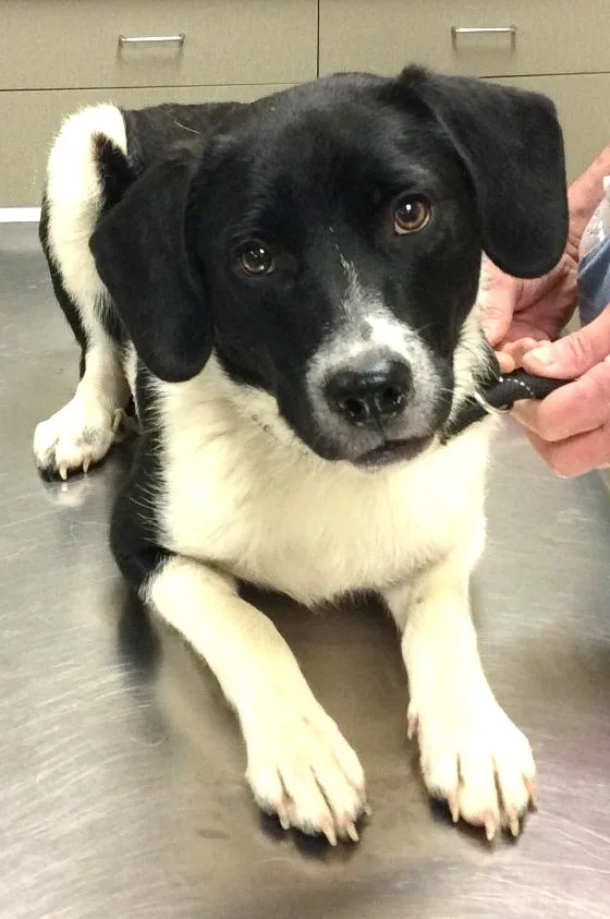 A young medium-sized male Black Beagle dog named Jasper for adoption in Honeoye Falls, NY