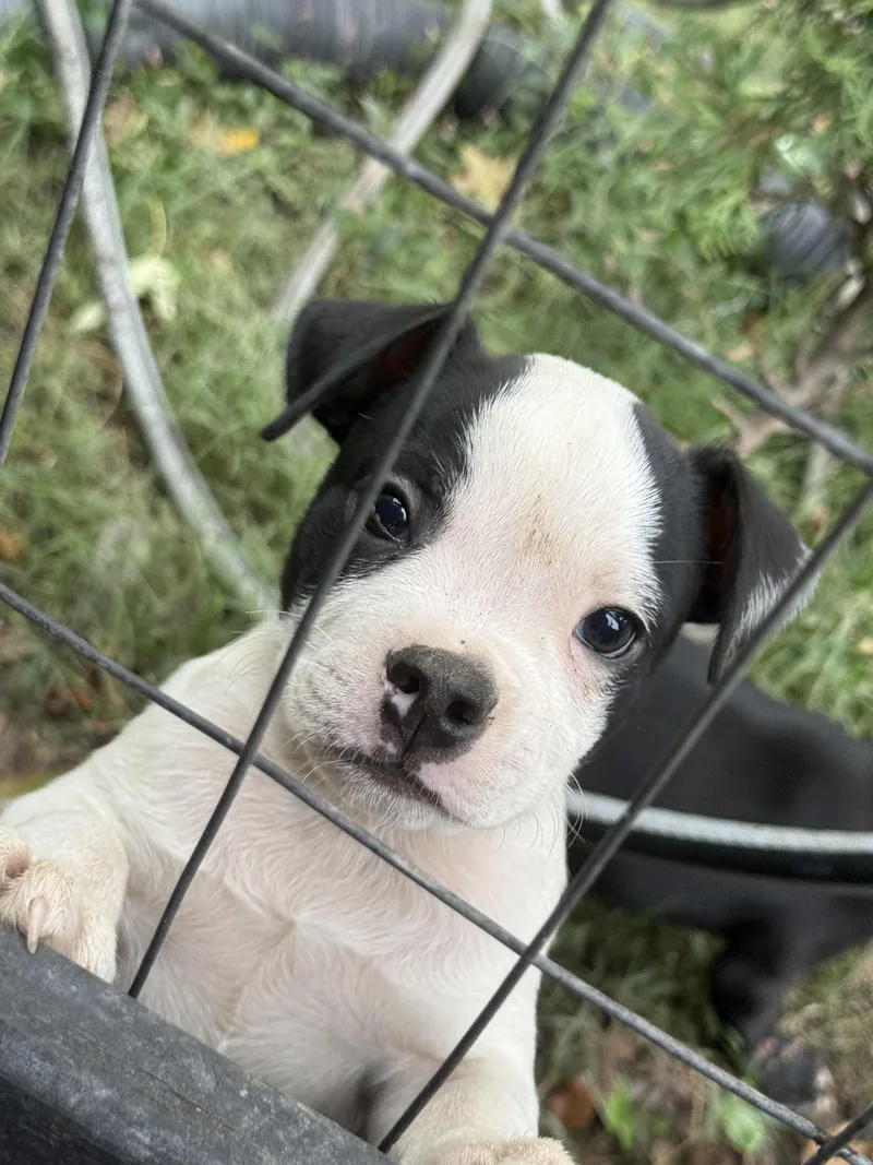 A baby medium-sized male American Bulldog dog named Tamlin for adoption in Halethorpe, MD
