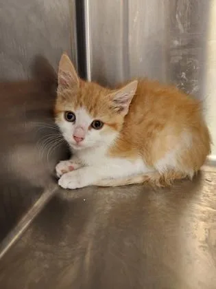 A baby small-sized female Domestic Short Hair cat named Taylor for adoption in Independence, MO