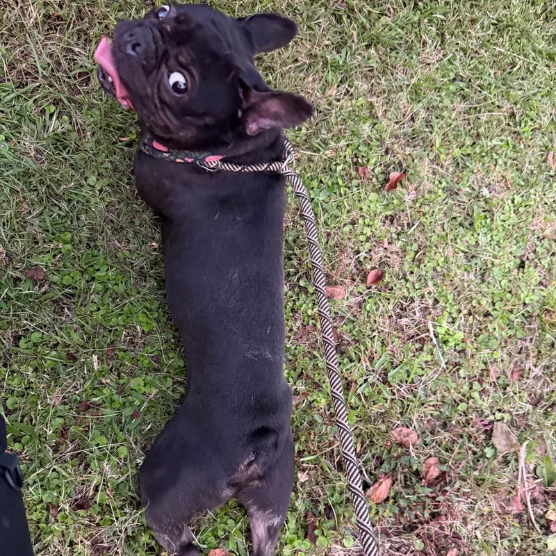 An adult small-sized male Black Mixed Breed dog named StrayCooperCreekRoad for adoption in Columbus, GA