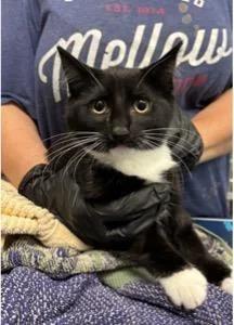 A baby small-sized male Domestic Short Hair cat named Subway for adoption in Beacon, NY