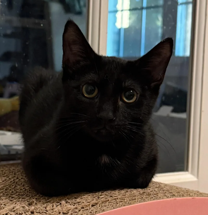 A baby medium-sized male Black Domestic Short Hair cat named Luigi for adoption in Fort Worth, TX