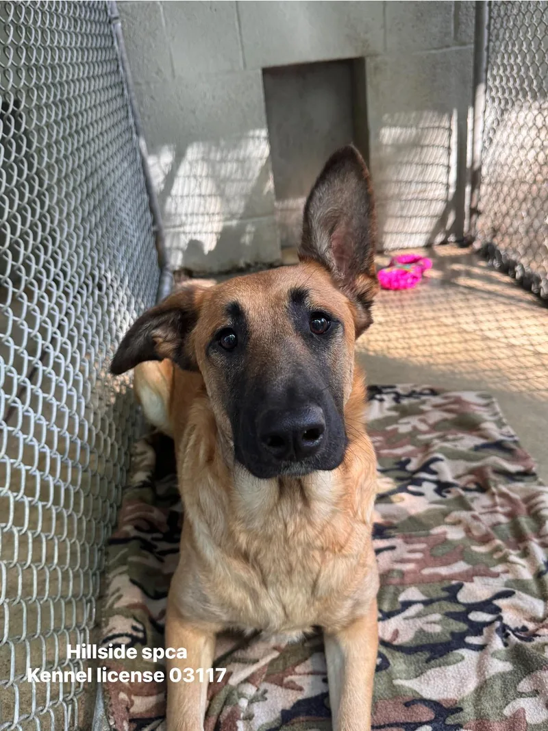 A baby large-sized female Golden Shepherd dog named Spade for adoption in Pottsville, PA