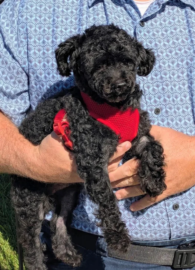 An adult small-sized male Poodle dog named Pepper for adoption in Gonzales, LA