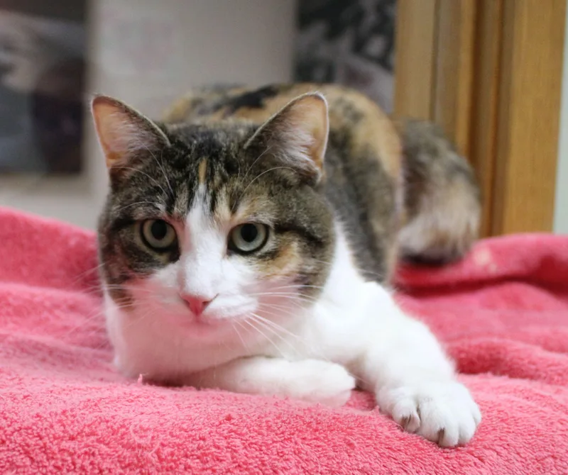 An adult medium-sized female Torbie cat named Champagne for adoption in Portage, WI