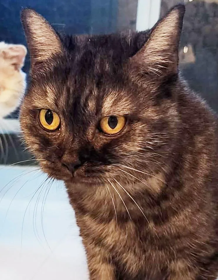 A young small-sized female Black British Shorthair cat named Wednesday! Wonderful Wonderful Wonderful for adoption in Bedford Hills, NY