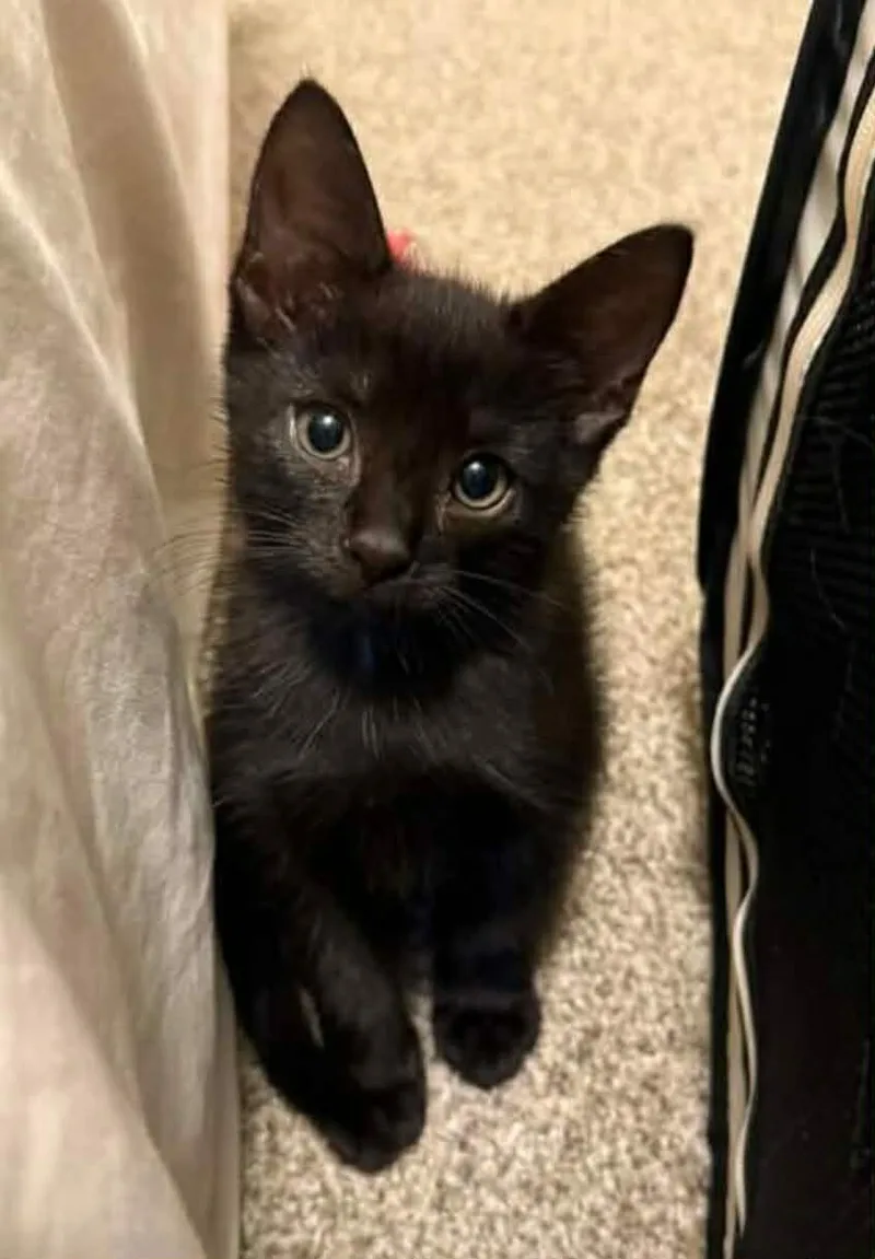 A baby medium-sized male Black Domestic Short Hair cat named Wednesday for adoption in Greenville, NC