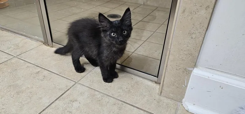 A baby small-sized male Black Domestic Short Hair cat named Braeburn for adoption in Powder Springs, GA