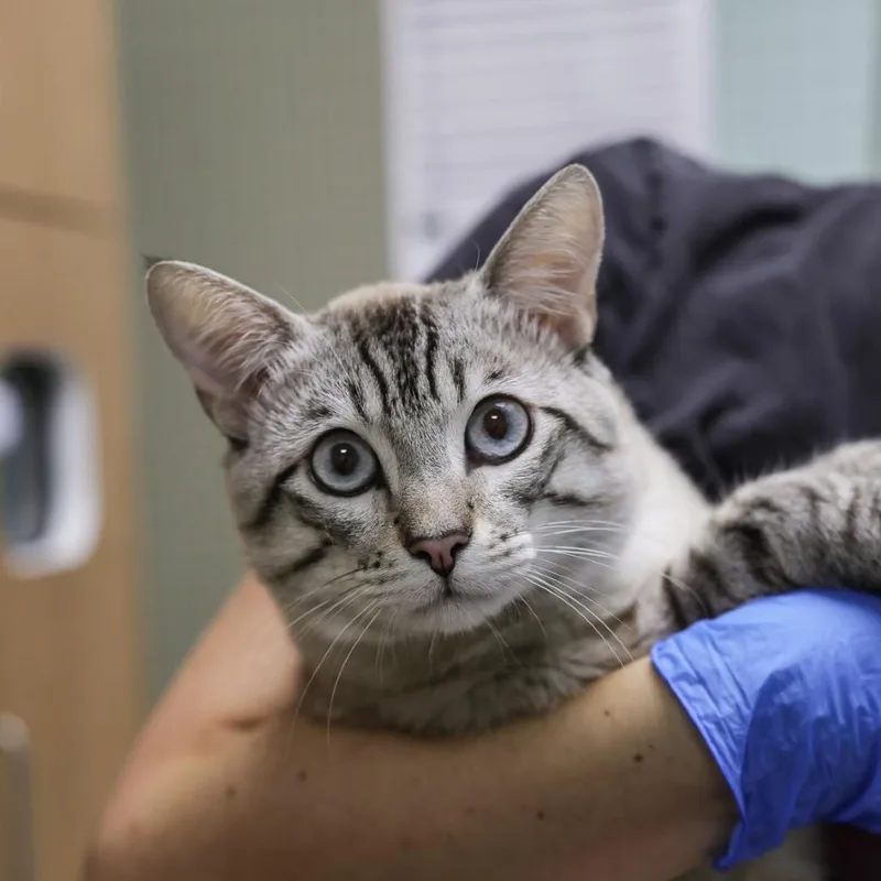 A young small-sized male Siamese cat named Miko for adoption in Los Angeles, CA