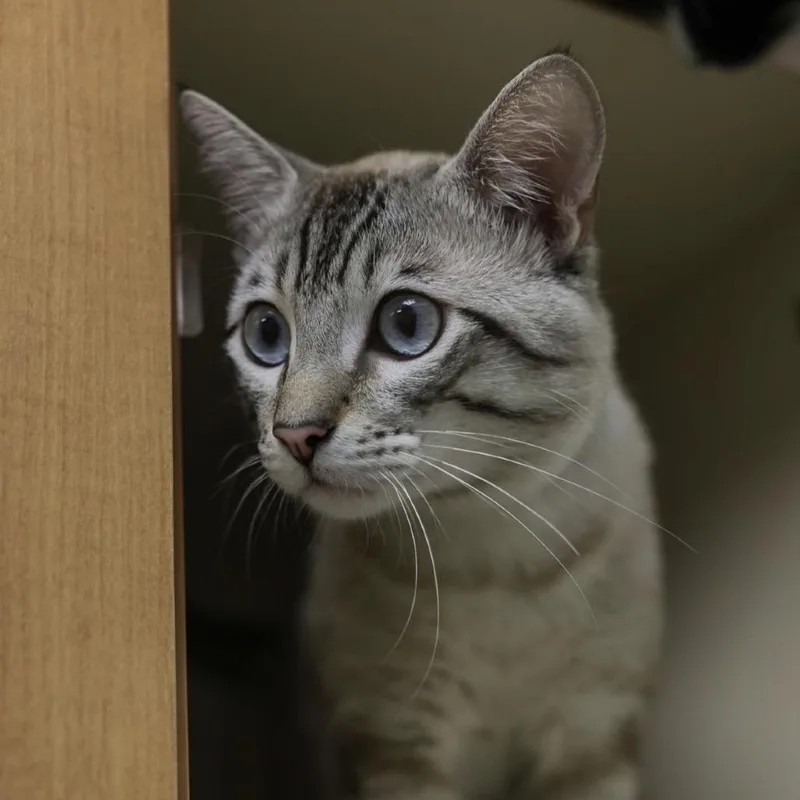 Miko thumbnail 3