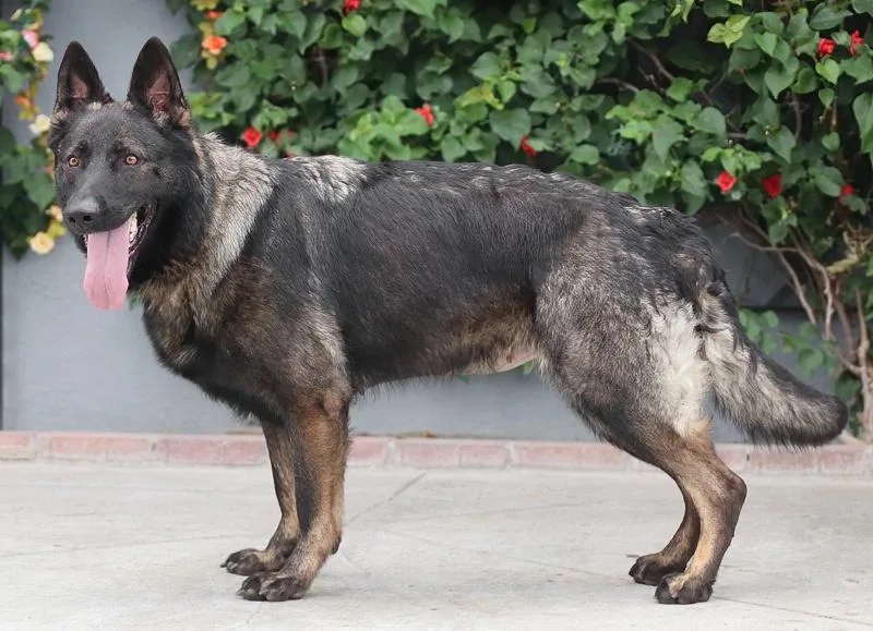 A young large-sized female Black German Shepherd Dog dog named Gretel von Granzin for adoption in Los Angeles, CA