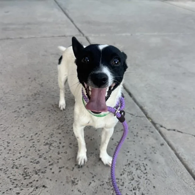 A young small-sized male Chihuahua dog named Skips for adoption in Phoenix, AZ