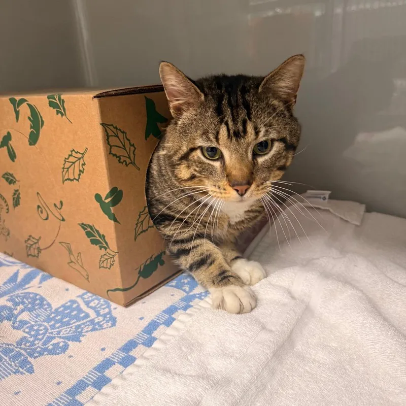 An adult large-sized male Brown / Chocolate Domestic Short Hair cat named Basket for adoption in Saint Charles, MO