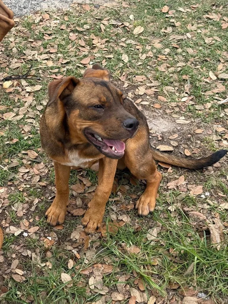 A baby medium-sized male Pit Bull Terrier dog named Rambo for adoption in Rockport, TX