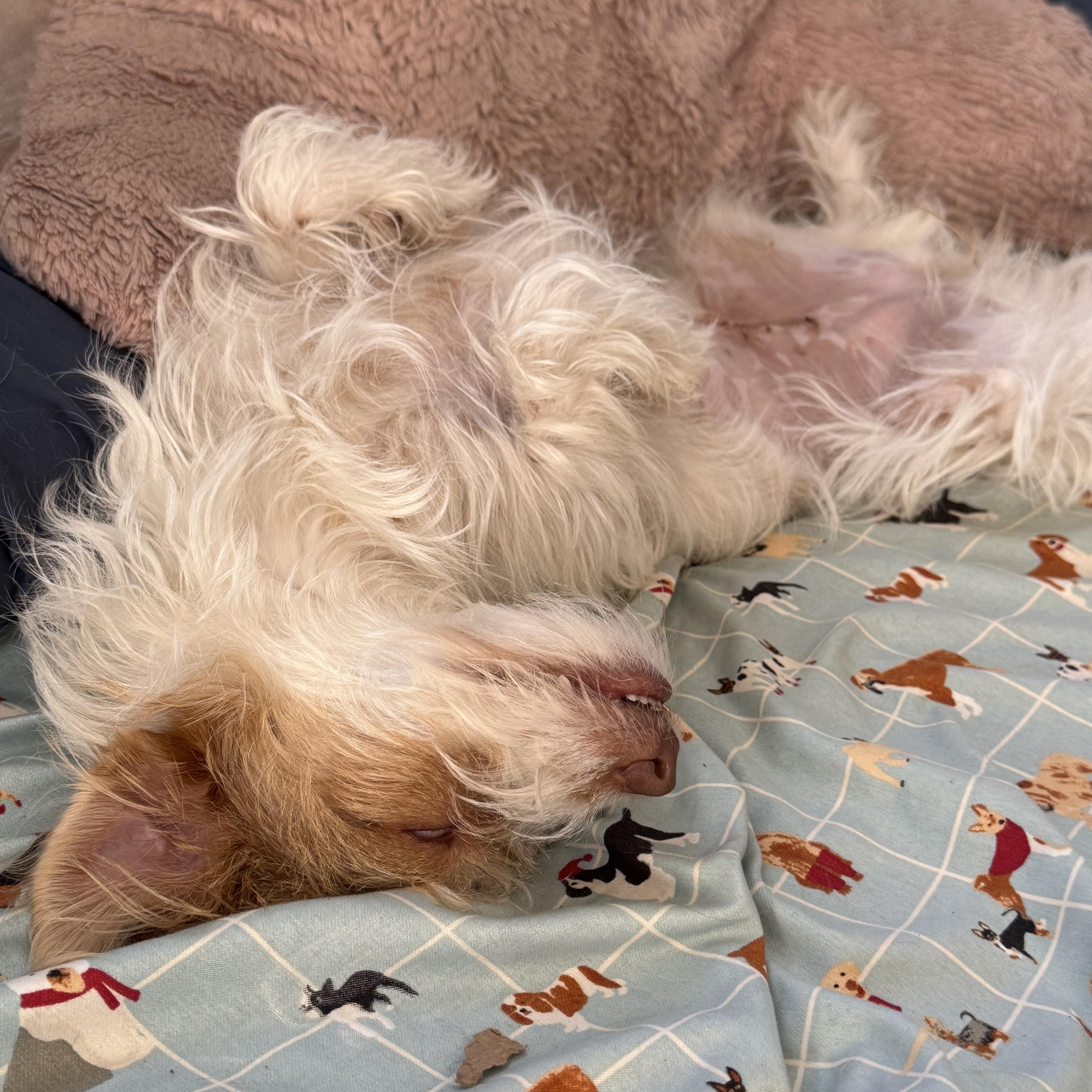 A young small-sized female Terrier dog named Pinky for adoption in Oklahoma City, OK