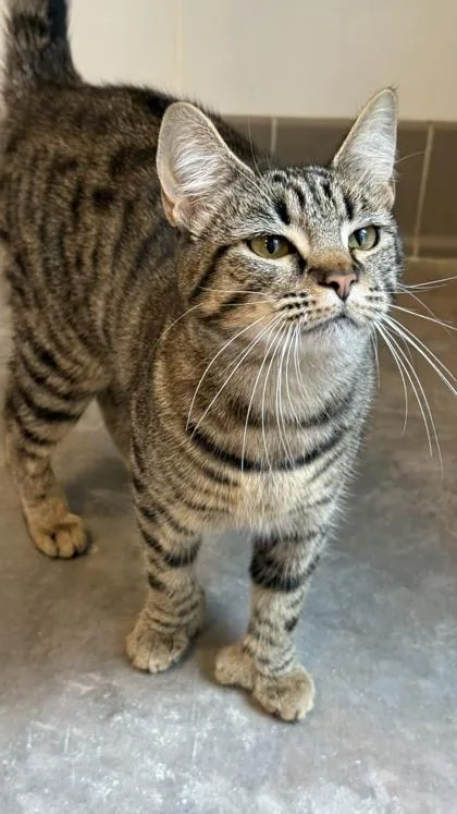 An adult small-sized female Domestic Short Hair cat named Georgina for adoption in Sultan, WA