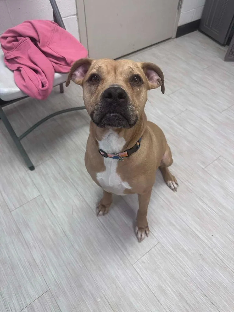 An adult medium-sized female Pit Bull Terrier dog named Mazie for adoption in Marion, OH