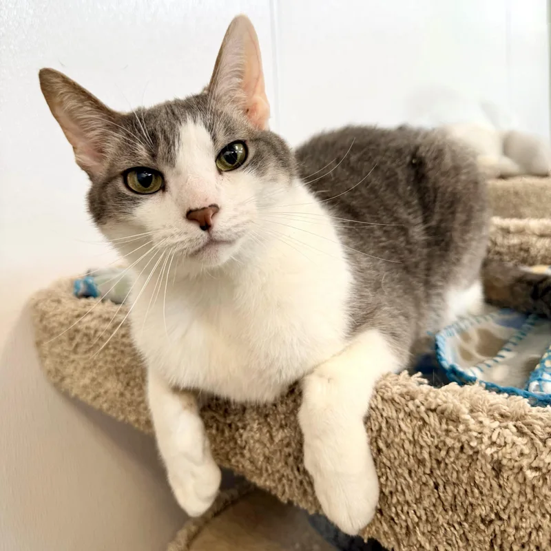 An adult medium-sized male White Domestic Short Hair cat named Twinnie for adoption in Fishers, IN