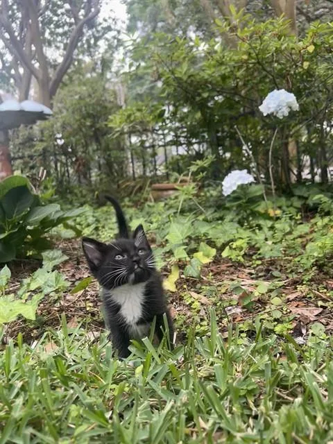 A baby small-sized male Domestic Short Hair cat named Percy for adoption in Ocala, FL