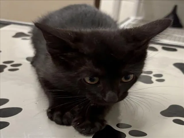 A baby small-sized male Domestic Short Hair cat named Miniy for adoption in Derwood, MD