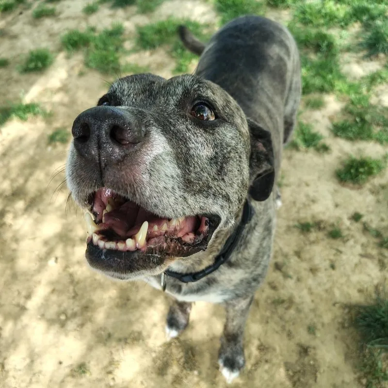 A senior large-sized male Brindle Pit Bull Terrier dog named Loco for adoption in Aldie, VA