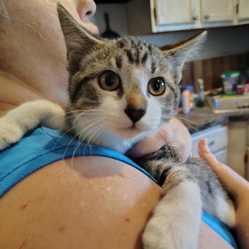 A baby small-sized female Gray / Blue / Silver Domestic Short Hair cat named Cherry Cream for adoption in Osawatomie, KS