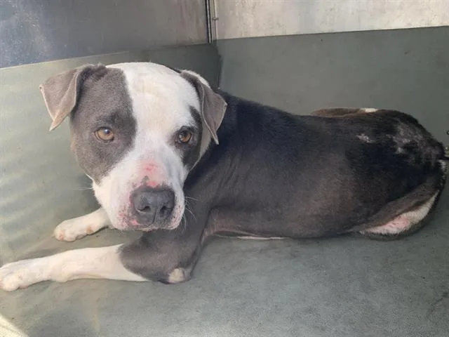 A young large-sized male Pit Bull Terrier dog named Peter for adoption in Sacramento, CA