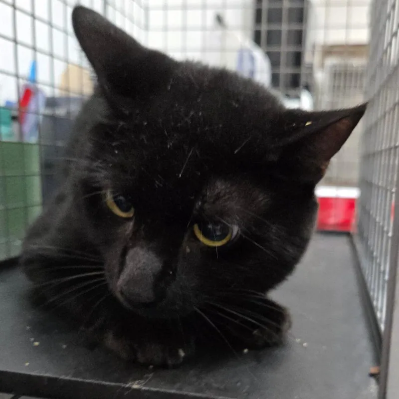 A senior medium-sized male Black Domestic Short Hair cat named Luke for adoption in Newark, NJ