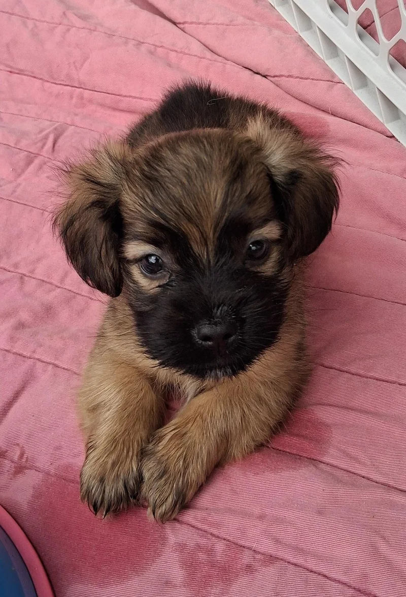 A baby small-sized male Dachshund dog named Baby Billy Boy for adoption in Cuyahoga Falls, OH