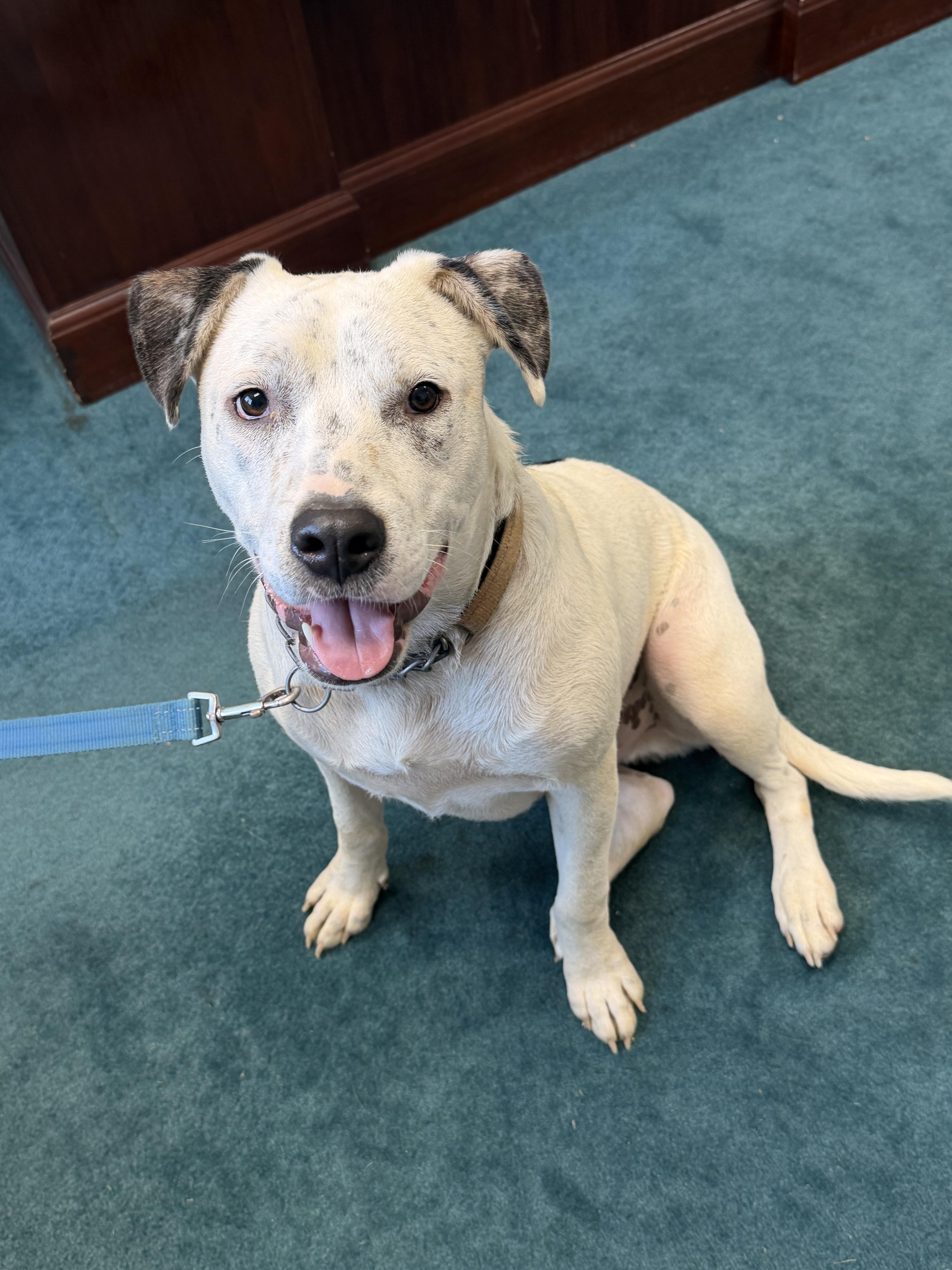 An adult medium-sized male White / Cream Australian Terrier dog named Lucas for adoption in Semmes, AL
