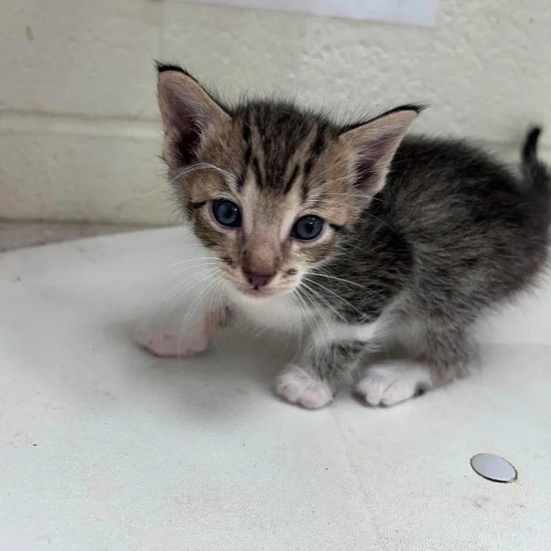 A baby small-sized male Brown / Chocolate Domestic Short Hair cat named Flash for adoption in Bastrop, TX