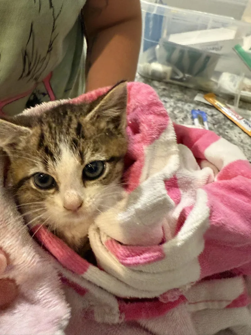 A baby small-sized female Domestic Medium Hair cat named Neuron for adoption in Davidson, NC