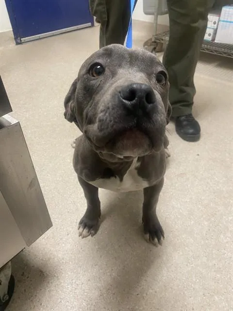 A baby medium-sized female Gray / Blue / Silver Pit Bull Terrier dog named Lacey Urgent And for adoption in Thousand Oaks, CA