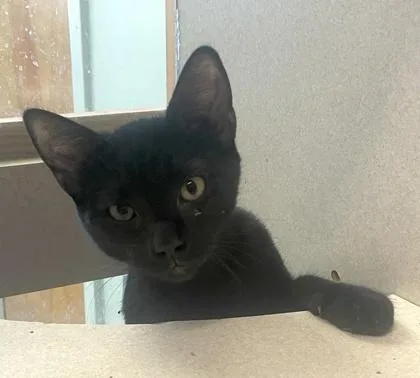 A baby small-sized female Domestic Short Hair cat named Autumn for adoption in Palm Coast, FL