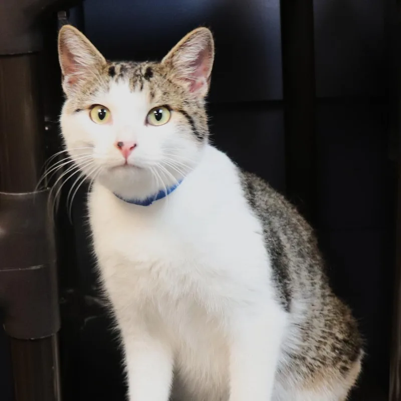 An adult large-sized male White Domestic Short Hair cat named Axel for adoption in Lakeland, FL