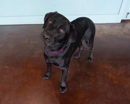 An adult large-sized male Labrador Retriever dog named Tomas for adoption in San Antonio, TX