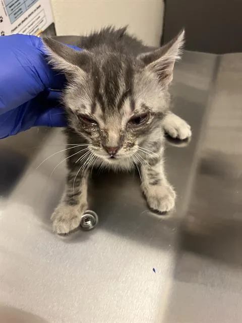A baby small-sized male Domestic Short Hair cat named Demarcus for adoption in Long Beach, CA