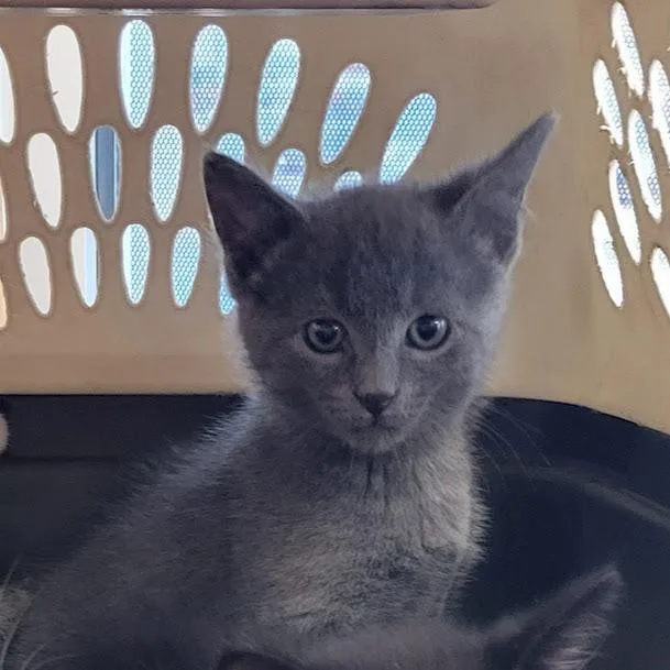 A baby small-sized male Gray / Blue / Silver Domestic Short Hair cat named Baxter for adoption in Grand Island, NE