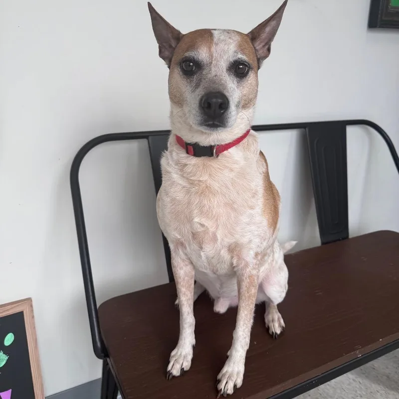 An adult medium-sized male Apricot / Beige Mixed Breed dog named Biscuit for adoption in Homewood, IL