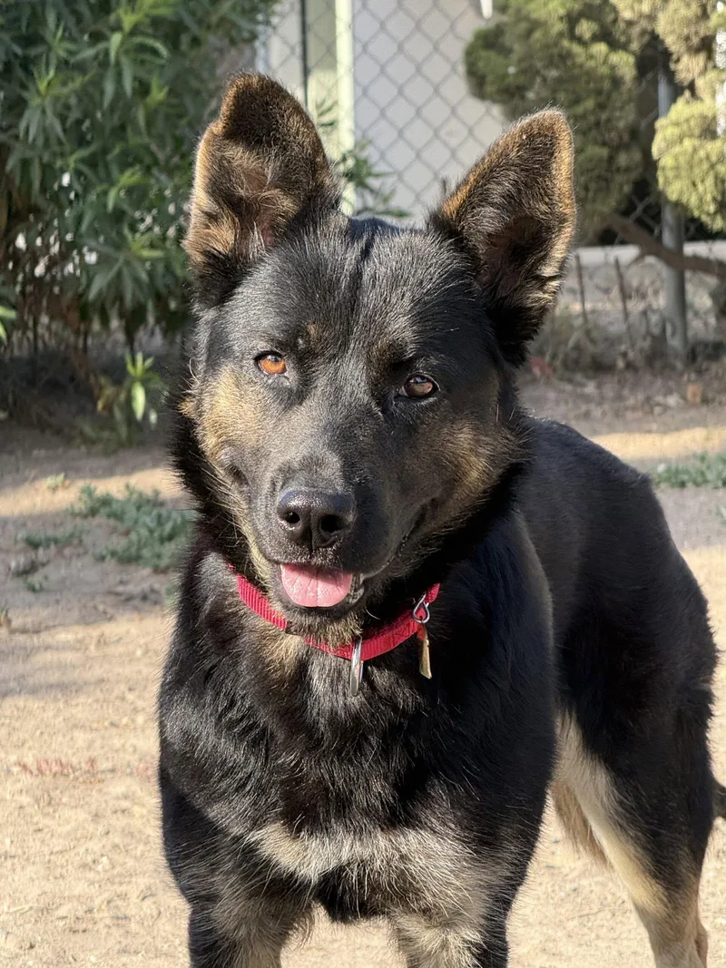 A young medium-sized female German Shepherd Dog dog named Fig for adoption in Seal Beach, CA