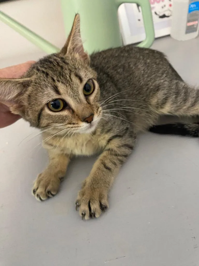 A baby medium-sized female Domestic Short Hair cat named Presley for adoption in Cumming, GA