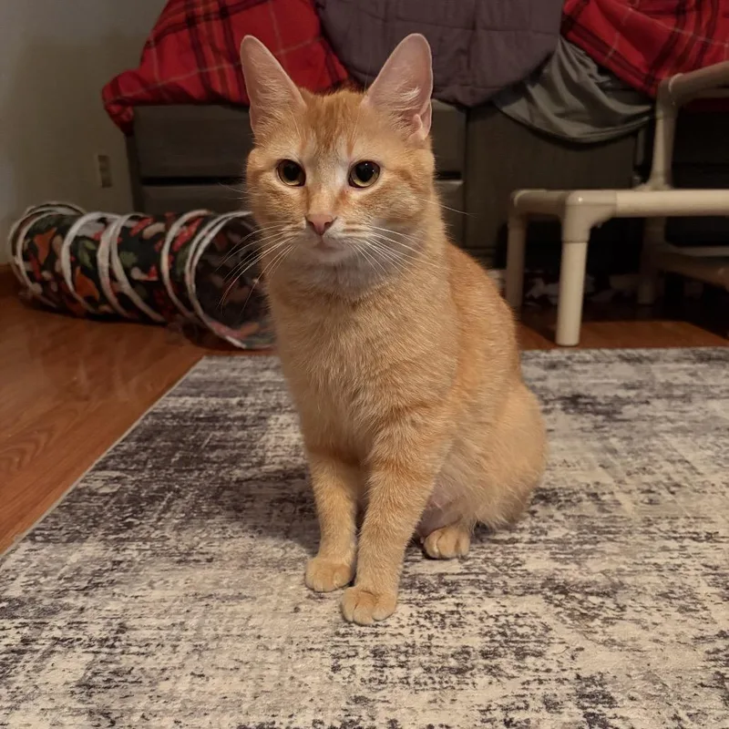 An adult medium-sized female Orange / Red Domestic Short Hair cat named Yahtzee for adoption in Canton, IL