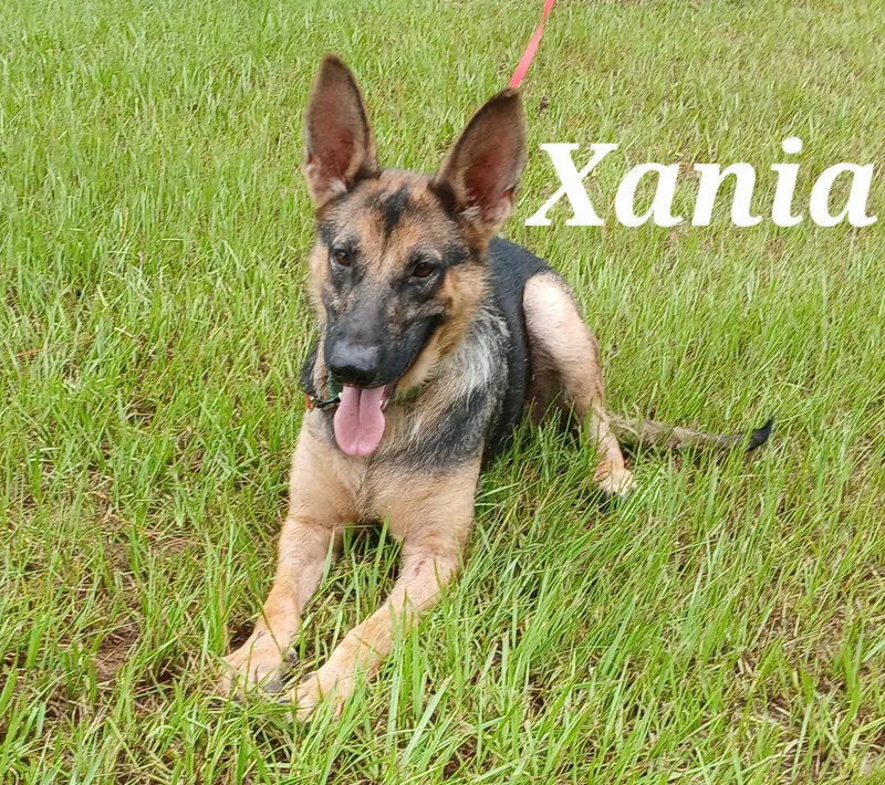 An adult large-sized female German Shepherd Dog dog named Xania for adoption in Rome, GA